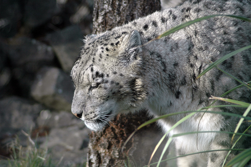 Snow Leopard at Dublin Zoo