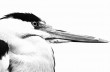 Heron