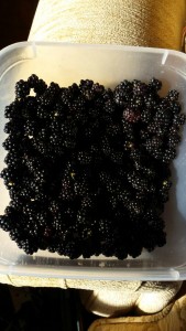 blackberries04