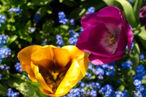Oxford_BotanicGardens_Tulips