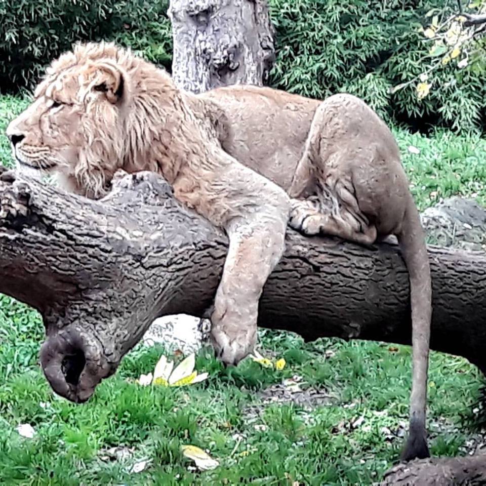lazy lion at dublin zoo