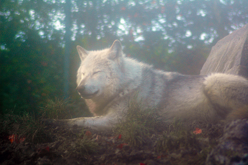 Misty Wolf at Dublin Zoo