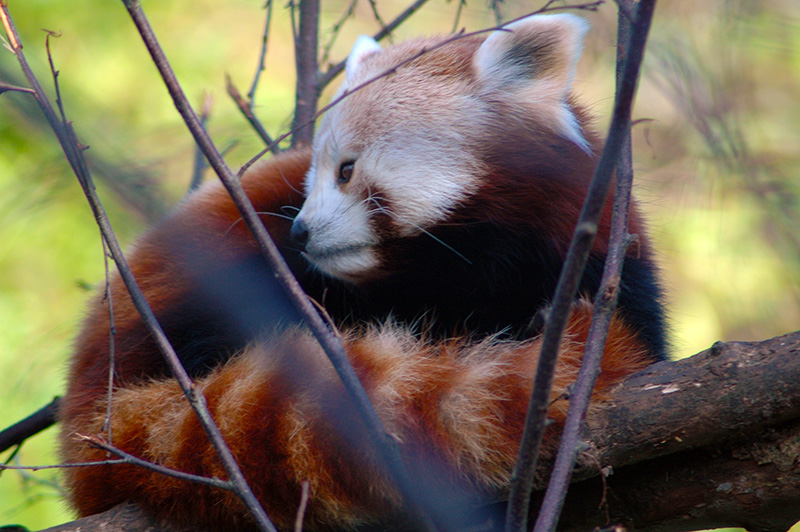 Red Panda at Dublin Zoo