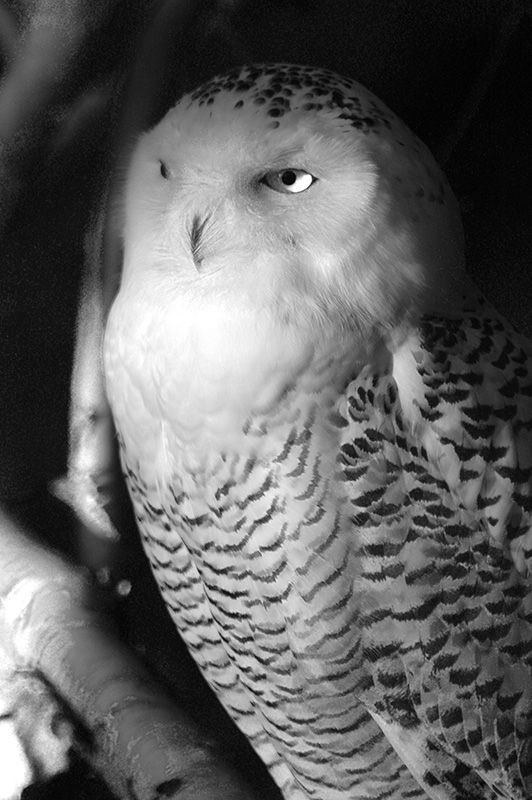 Snowy Owl at Dublin Zoo