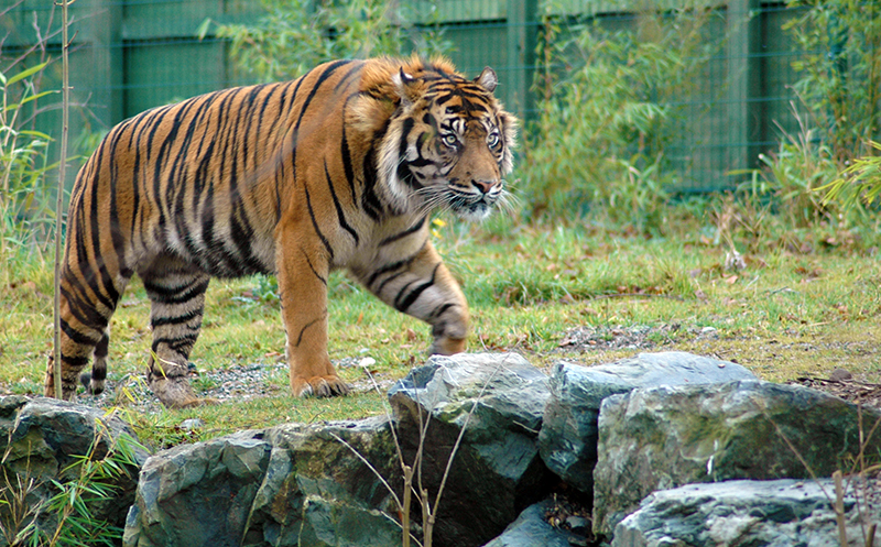Prowling Sumatran tiger at Dublin Zoo