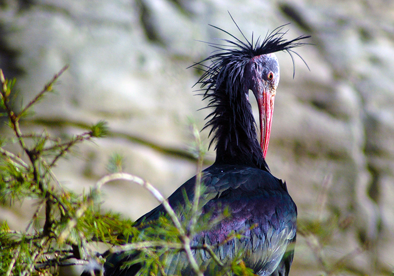 Waldrap Ibis at Dublin Zoo