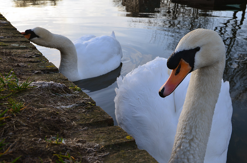 Swans