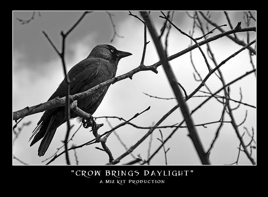 Kitsnaps: Crow Brings Daylight
