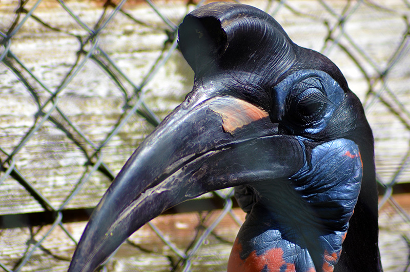 Abyssinian Hornbill