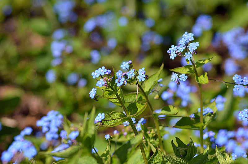 Forget-Me-Not