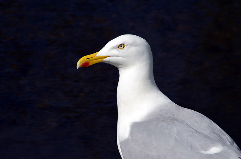 Grumpy Gull