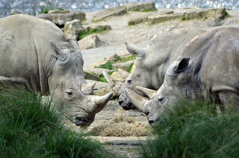 Rhinos