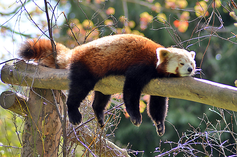 Monorail Panda