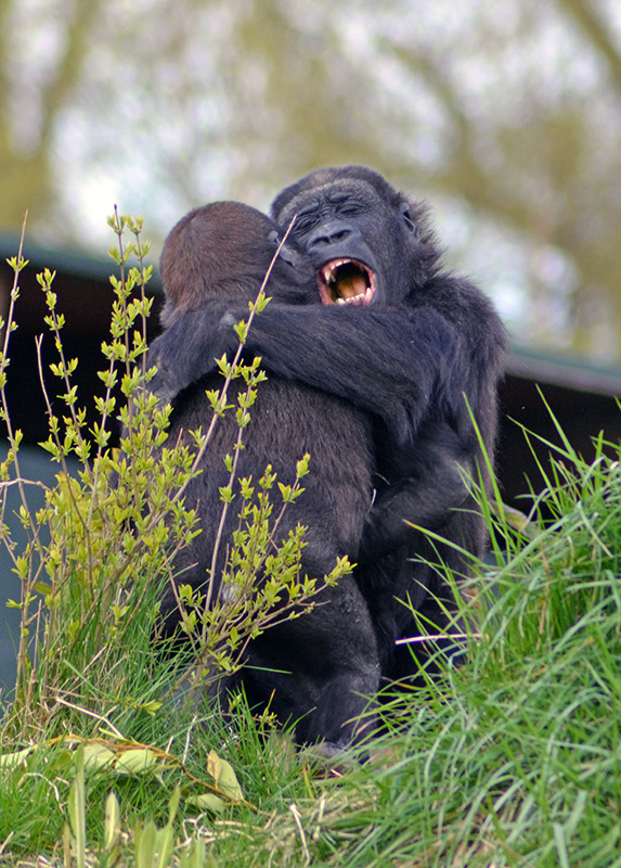 Establishing Dominance