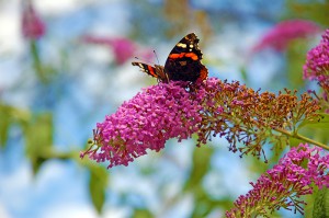 Blarney Butterfly