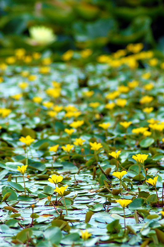 Lily Pads