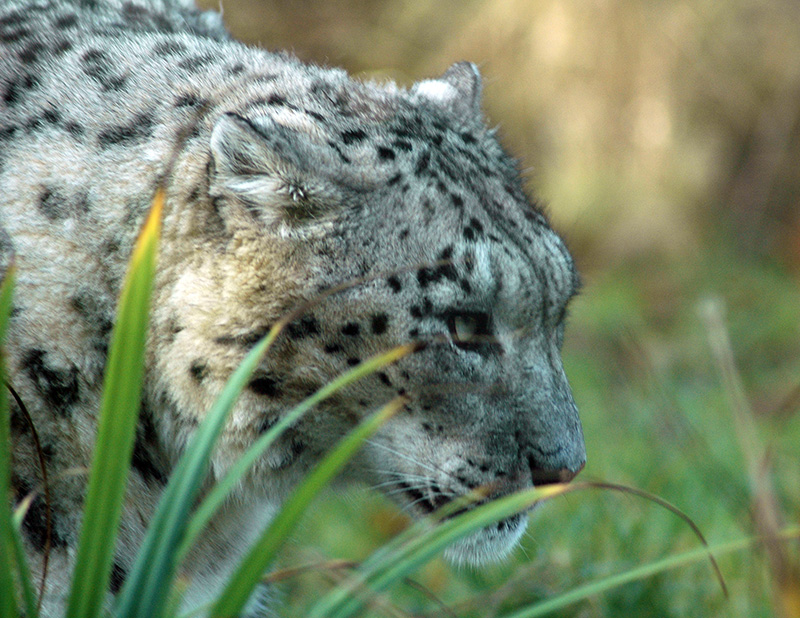 Kitsnaps: Snow Leopard