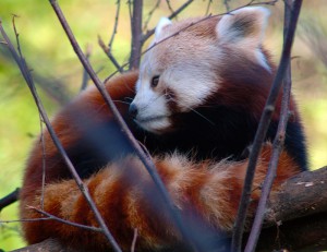Kitsnaps: Red Panda