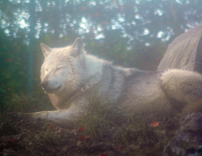 Kitsnaps: Gray Wolf