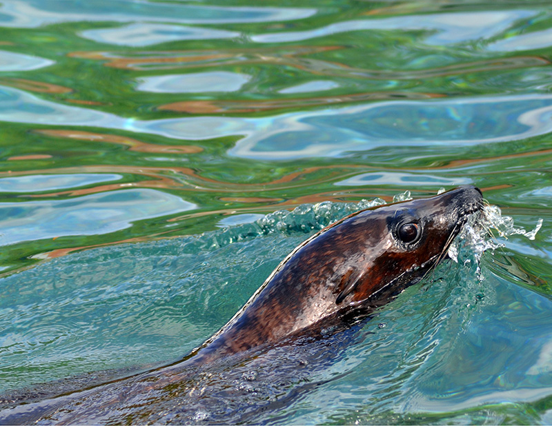 Kitsnaps: Sea Lion - the essential kit