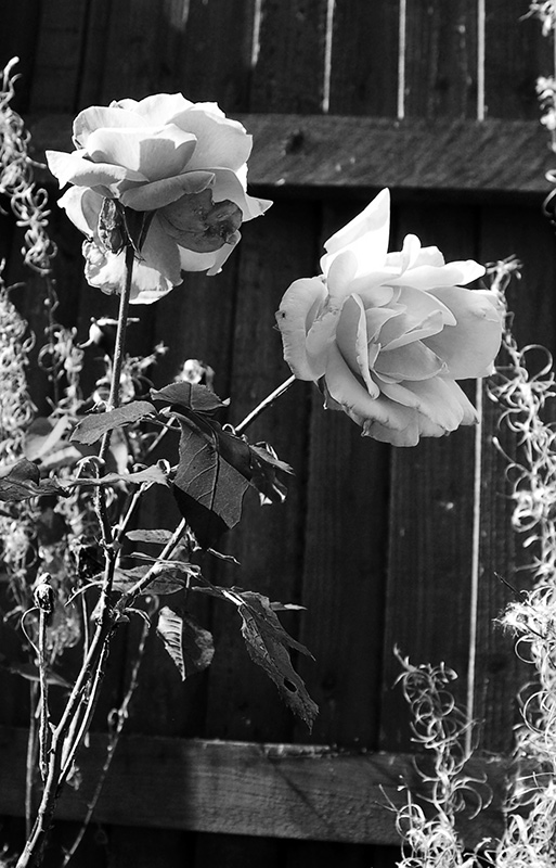 Kitsnaps: Roses
