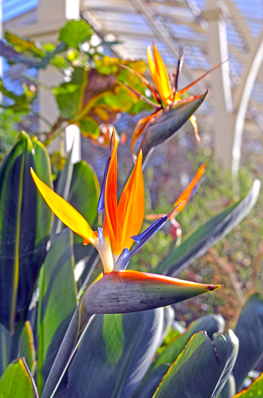 Birds of Paradise