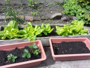 strawberries & lettuce