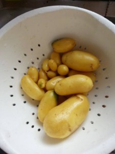 potatoharvest