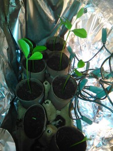 seedlings