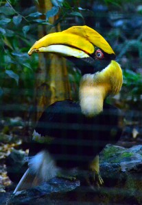 hornbill