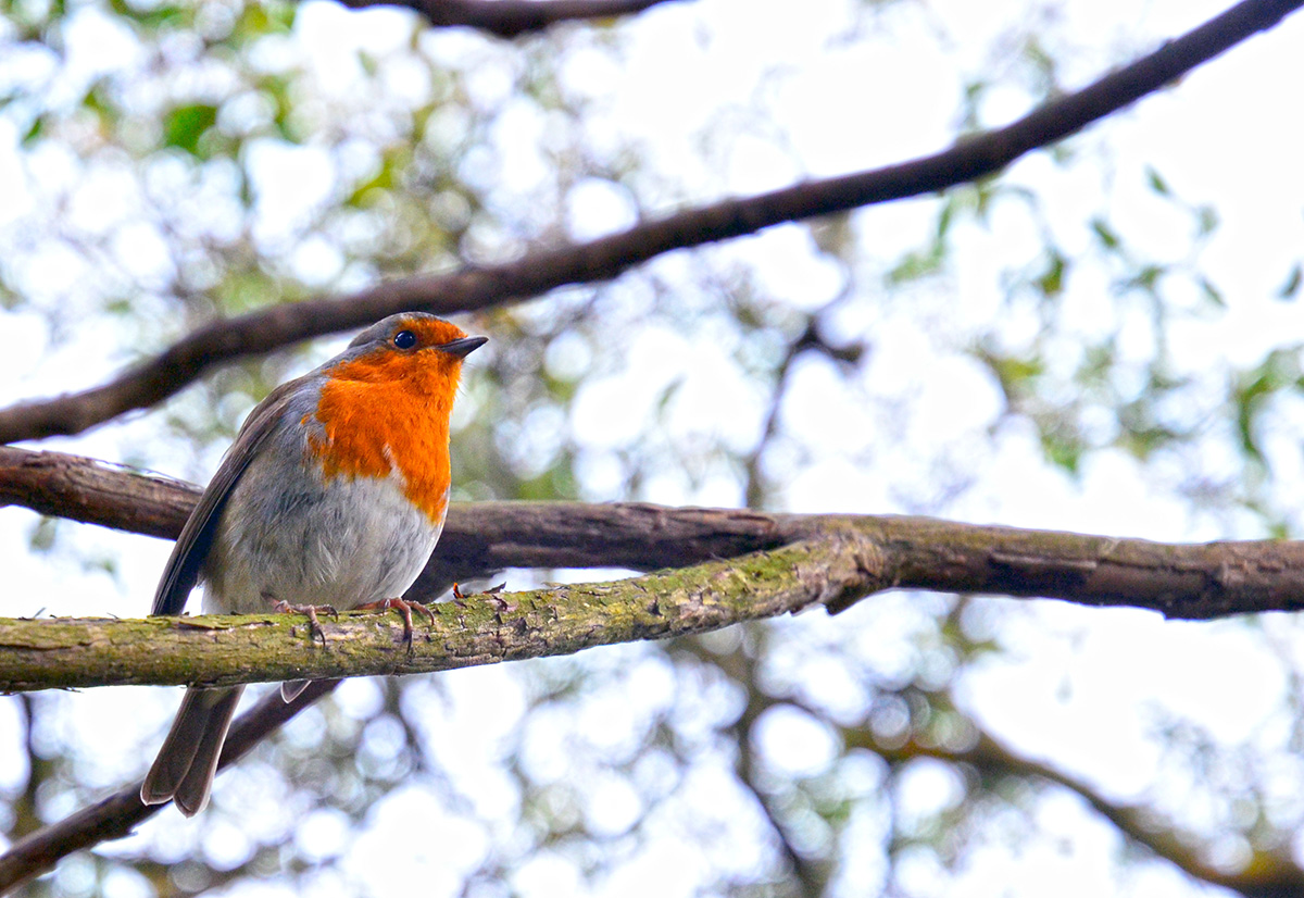 Robin Red Breast