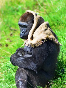 Babushka gorilla