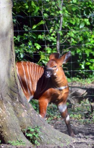 Baby Bongo