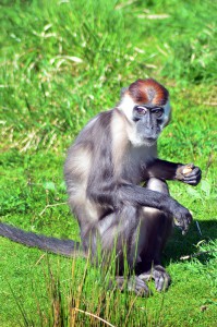 Redheaded Monkey