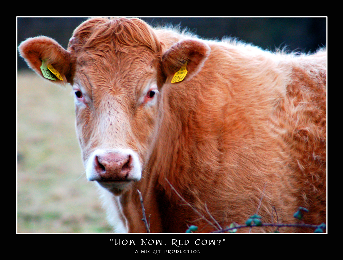 Kitsnaps: Red Cow