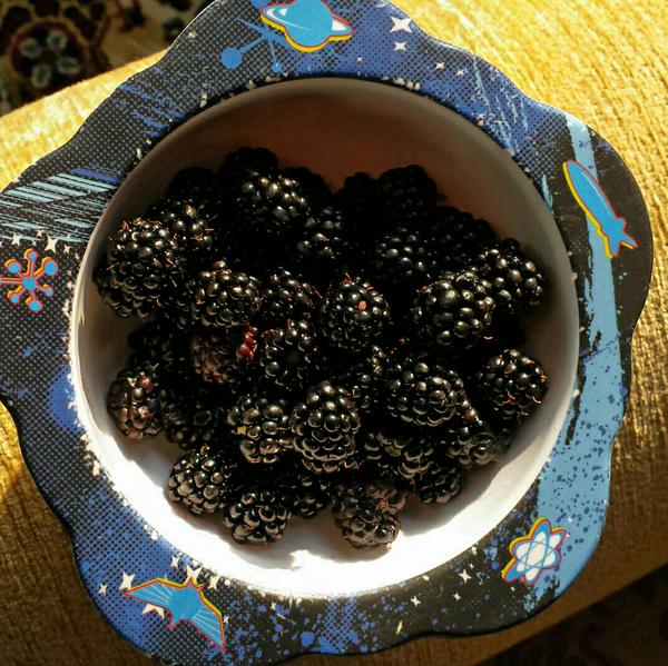 blackberries, crumbled and plucked