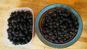 blackberries03