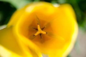 Oxford_BotanicGardens_GoldenTulip