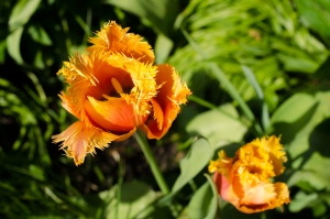 Oxford_BotanicGardens_RaggedyPetals